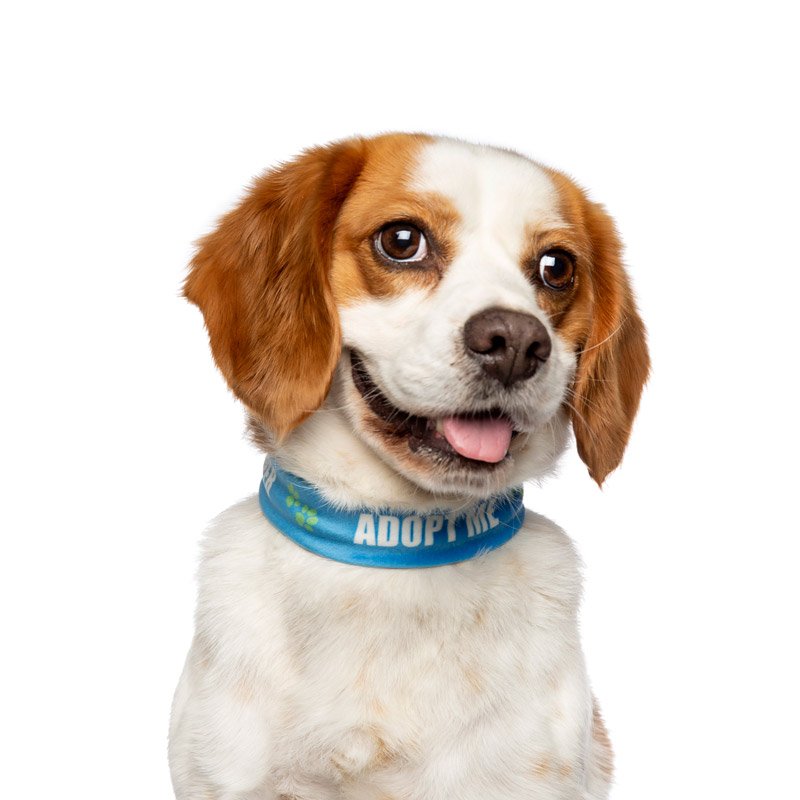 RSPCA NSW beagle up for adoption is featuring in the charity book