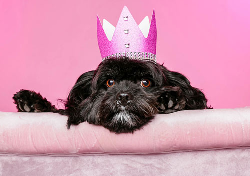 Dog birthday celebrations
